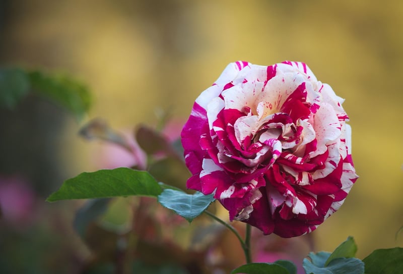 Flowering Varieties