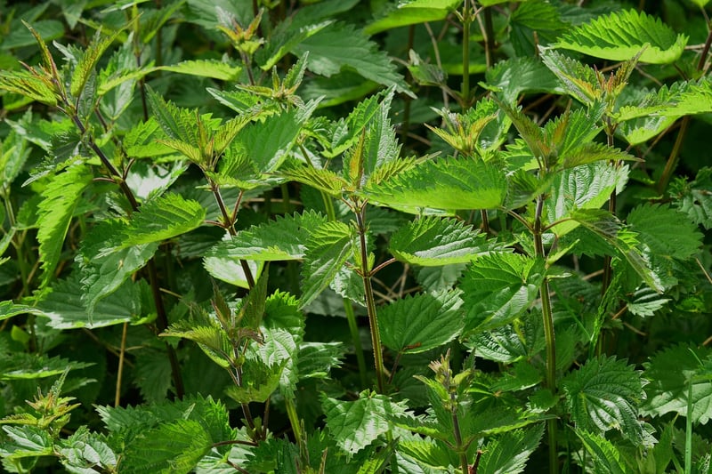 Herb Wall Image