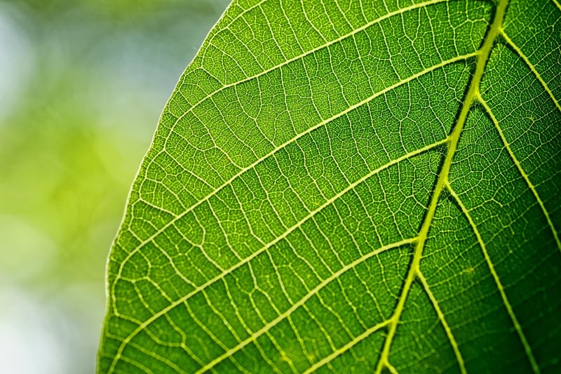 Sunlight and plants